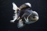 Thai Oranda  Panda 5.5 Inch (ID#917To6c-111)