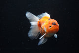 Thai Oranda  Calico 4.5 Inch (ID#1126To5b-81) Free2Day SHIPPING