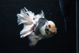 Thai Oranda  Panda 6 Inch (ID#0110To6c-120)