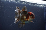 Thai Oranda  Tricolor 4 Inch (ID#1029To1b-73) Free2Day SHIPPING