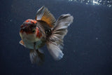 Thai Oranda  Tricolor 4 Inch (ID#1029To1b-73) Free2Day SHIPPING