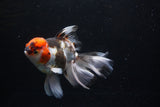 Thai Oranda  Tricolor  6.5 Inch (ID#0110To6c-121)