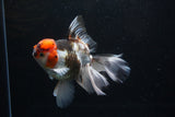 Thai Oranda  Tricolor  6.5 Inch (ID#0110To6c-121)