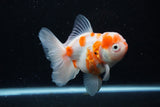 Thai Oranda  Sakura 4.5 Inch (ID#1126To5b-82) Free2Day SHIPPING