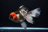 Thai Oranda  Tricolor  6.5 Inch (ID#0110To6c-121)