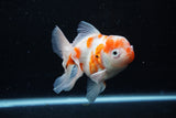 Thai Oranda  Sakura 4.5 Inch (ID#1126To5b-82) Free2Day SHIPPING