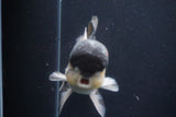 Thai Oranda  Panda 5 Inch (ID#1029To1b-74) Free2Day SHIPPING