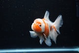 Thai Oranda  Sakura 4.5 Inch (ID#1126To5b-82) Free2Day SHIPPING