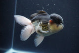 Thai Oranda  Panda 5 Inch (ID#1029To1b-74) Free2Day SHIPPING