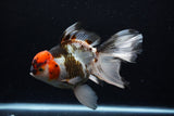 Thai Oranda  Tricolor  6.5 Inch (ID#0110To6c-121)