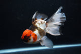 Thai Oranda  Tricolor  6.5 Inch (ID#0110To6c-121)