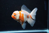 Thai Oranda  Sakura 4.5 Inch (ID#1126To5b-82) Free2Day SHIPPING