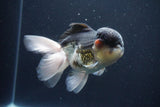 Thai Oranda  Panda 5 Inch (ID#1029To1b-74) Free2Day SHIPPING