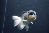 Thai Oranda  Panda 5 Inch (ID#1029To1b-74) Free2Day SHIPPING