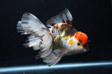 Thai Oranda  Tricolor  6.5 Inch (ID#0110To6c-121)