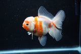 Thai Oranda  Sakura 4.5 Inch (ID#1126To5b-82) Free2Day SHIPPING