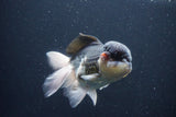 Thai Oranda  Panda 5 Inch (ID#1029To1b-74) Free2Day SHIPPING