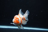 Thai Oranda  Sakura 4.5 Inch (ID#1126To5b-82) Free2Day SHIPPING