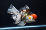 Thai Oranda  Tricolor  6.5 Inch (ID#0110To6c-121)