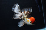 Thai Oranda  Tricolor  6.5 Inch (ID#0110To6c-121)