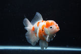 Thai Oranda  Sakura 4.5 Inch (ID#1126To5b-82) Free2Day SHIPPING