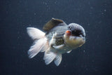 Thai Oranda  Panda 5 Inch (ID#1029To1b-74) Free2Day SHIPPING