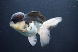 Thai Oranda  Panda 5 Inch (ID#1029To1b-74) Free2Day SHIPPING