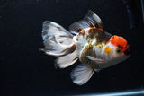 Thai Oranda  Tricolor  6.5 Inch (ID#0110To6c-121)