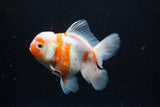 Thai Oranda  Sakura 4.5 Inch (ID#1126To5b-82) Free2Day SHIPPING