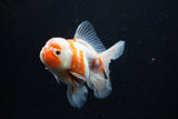 Thai Oranda  Sakura 4.5 Inch (ID#1126To5b-82) Free2Day SHIPPING