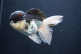 Thai Oranda  Panda 5 Inch (ID#1029To1b-74) Free2Day SHIPPING