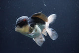 Thai Oranda  Panda 5 Inch (ID#1029To1b-74) Free2Day SHIPPING