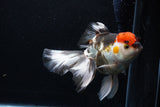 Thai Oranda  Tricolor  6.5 Inch (ID#0110To6c-121)