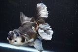 Thai Oranda  Tricolor 5.5 Inch (ID#917To6c-113)