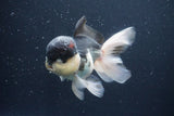 Thai Oranda  Panda 5 Inch (ID#1029To1b-74) Free2Day SHIPPING