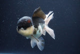 Thai Oranda  Panda 5 Inch (ID#1029To1b-74) Free2Day SHIPPING