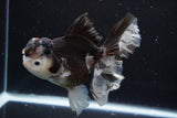 Thai Oranda  Tricolor 5.5 Inch (ID#917To6c-113)