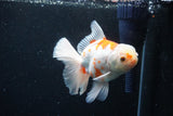 Thai Oranda  Sakura 5 Inch (ID#1126To5b-83) Free2Day SHIPPING