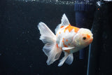 Thai Oranda  Sakura 5 Inch (ID#1126To5b-83) Free2Day SHIPPING