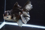 Thai Oranda  Tricolor 5.5 Inch (ID#917To6c-113)