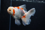 Thai Oranda  Sakura 5 Inch (ID#1126To5b-83) Free2Day SHIPPING