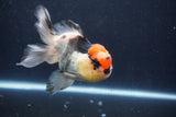 Thai Oranda  Tricolor 5 Inch (ID#1029To1b-75) Free2Day SHIPPING