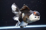 Thai Oranda  Tricolor 5.5 Inch (ID#917To6c-113)