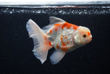 Thai Oranda  Sakura 5 Inch (ID#1126To5b-83) Free2Day SHIPPING