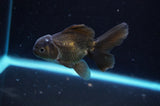 Baby Thai Oranda  Bronze 3.5 Inch (ID#418TPTA-90) Free2Day SHIPPING