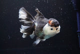 Thai Oranda  Tricolor 5.5 Inch (ID#917To6c-113)