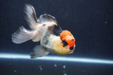 Thai Oranda  Tricolor 5 Inch (ID#1029To1b-75) Free2Day SHIPPING