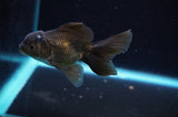 Baby Thai Oranda  Bronze 3.5 Inch (ID#418TPTA-90) Free2Day SHIPPING