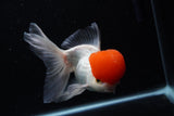 Thai Oranda  Red Cap 6 Inch (ID#0110T1b-67) Free2Day SHIPPING