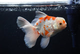 Thai Oranda  Sakura 5 Inch (ID#1126To5b-83) Free2Day SHIPPING